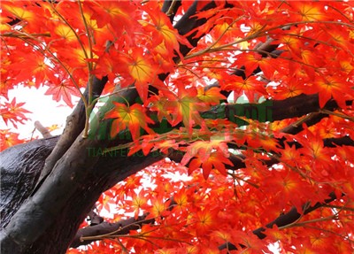 仿真楓樹(shù)，仿真紅楓，仿真綠楓，仿真紅綠楓